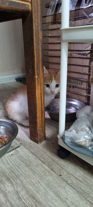 Отдадим котят девочек в добрые руки