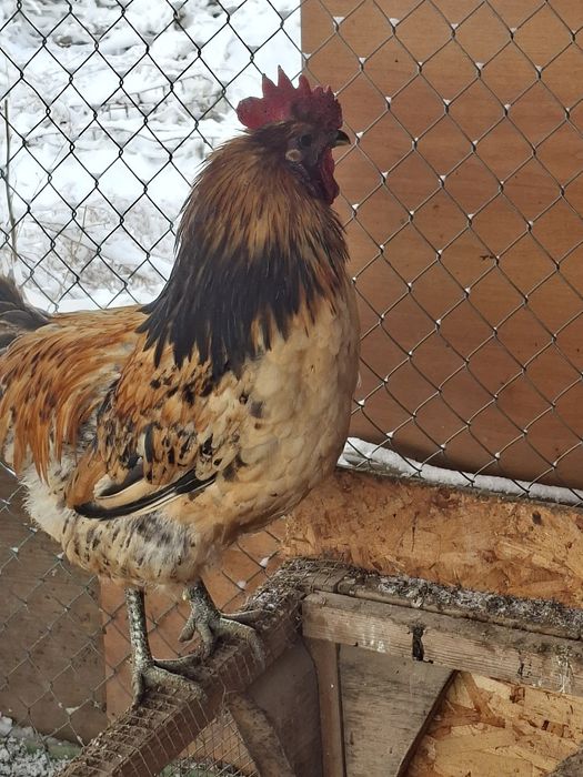 Петушки Лакедензи