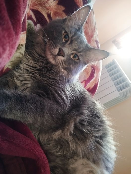 Meyn-kun parodali mushuk