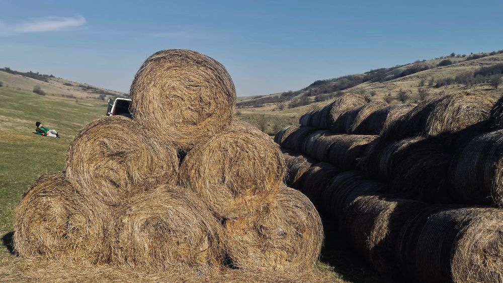 Baloți de fân de vânzare