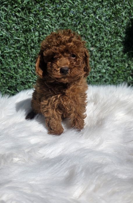 Пудел Той момче с родословие