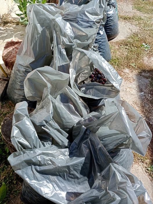 Prune culese de vânzare