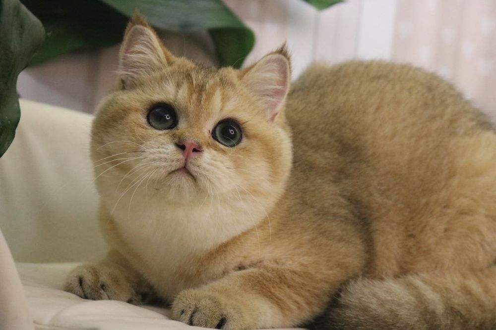 Мальчик чистокровный британец с окрасом золотая шиншилла