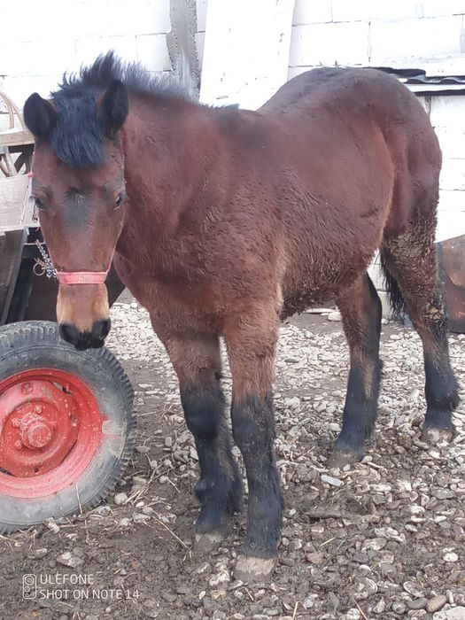 Vând mânză grea ardenez cu sânge rece ungurescc