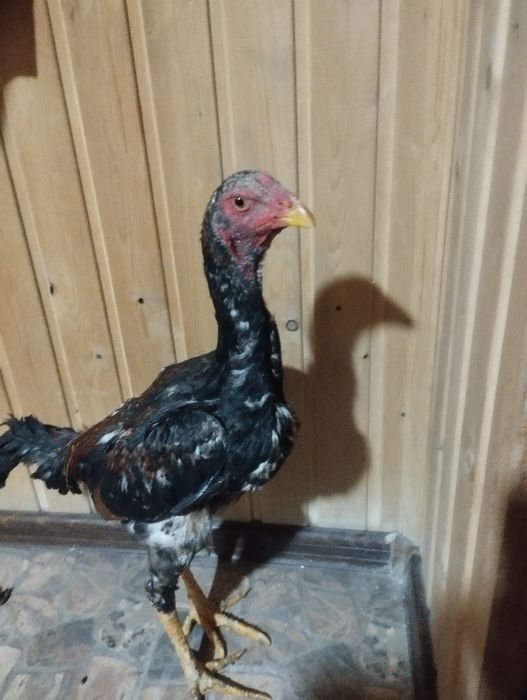 Продам даканов 2