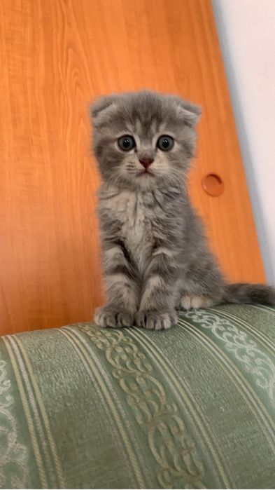 Прадаются кошки вислоухие