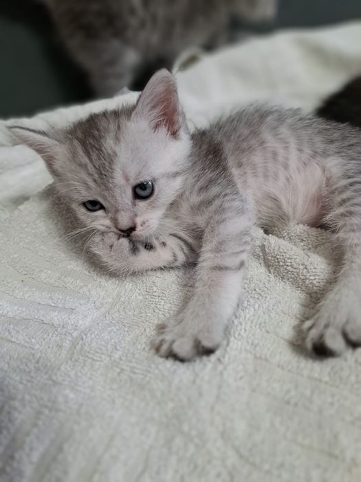Продам котят шотладских