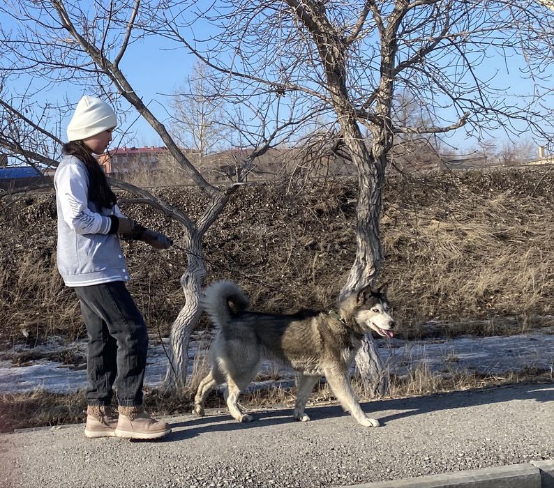 Порода сибирский хаски продаётся
