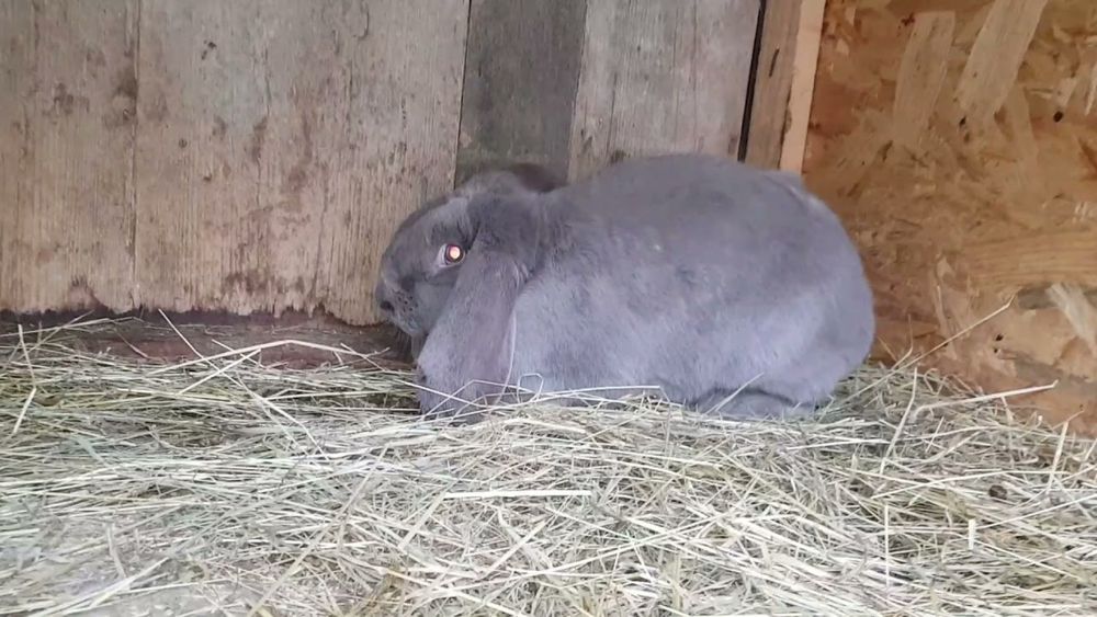 В продаже кролики, вислоухие