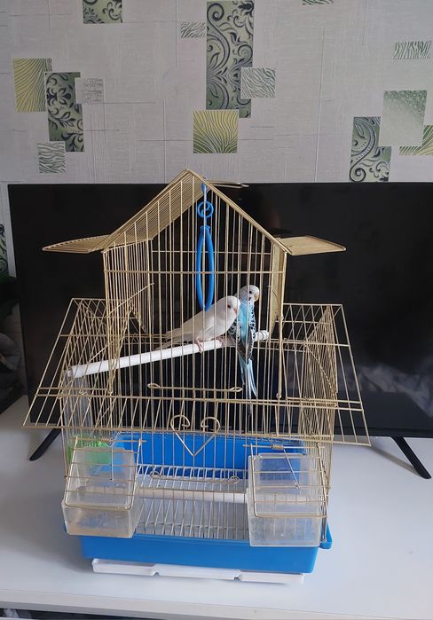 Попугаичики клетка, корм