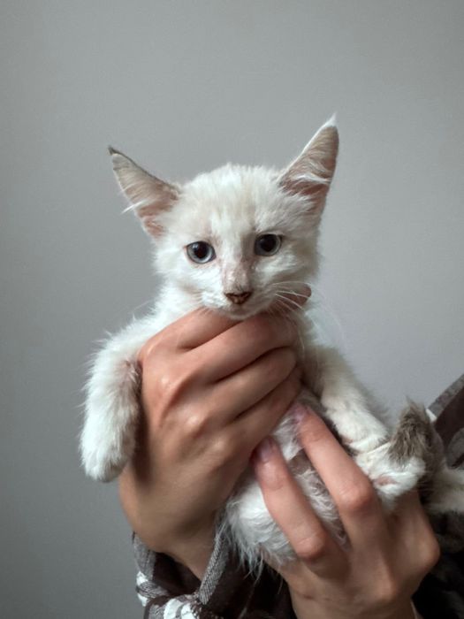 Котенок в добрые руки!