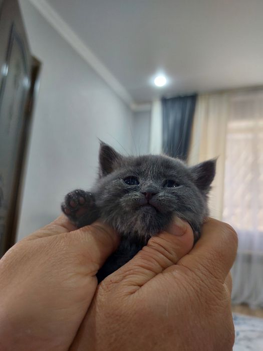 Продаются котята