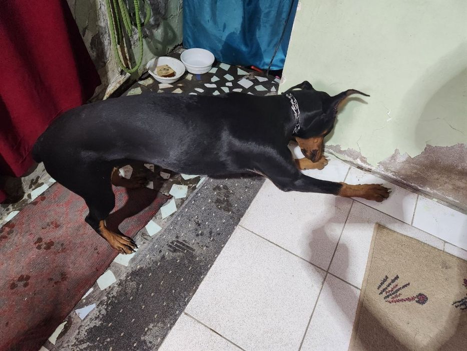 Продам собаку Доберман