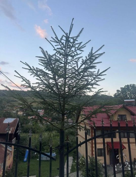 Brazi de nuntă dă evenimente