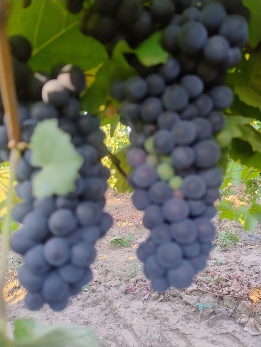 Struguri de vin  albi și rosii