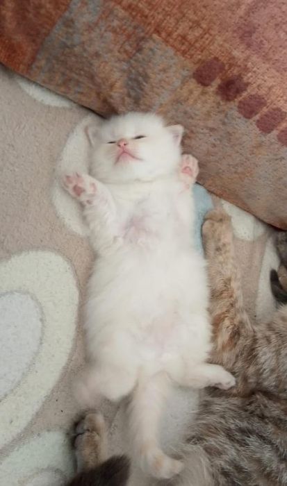 Очаровательный котик белый с золотым опылением