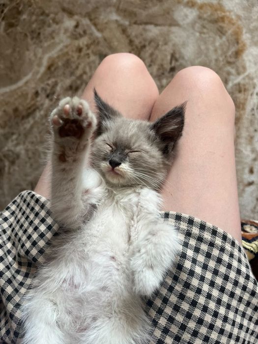 Сиамский -мальчик котенок 1-2 мес