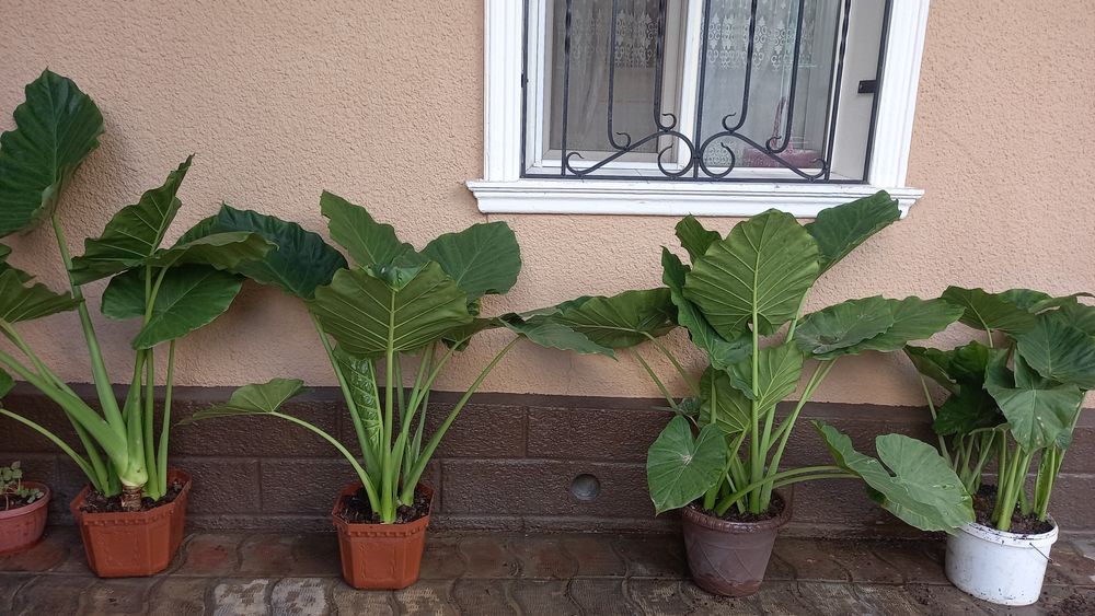 Цветы от 3000 тг до 50000тг