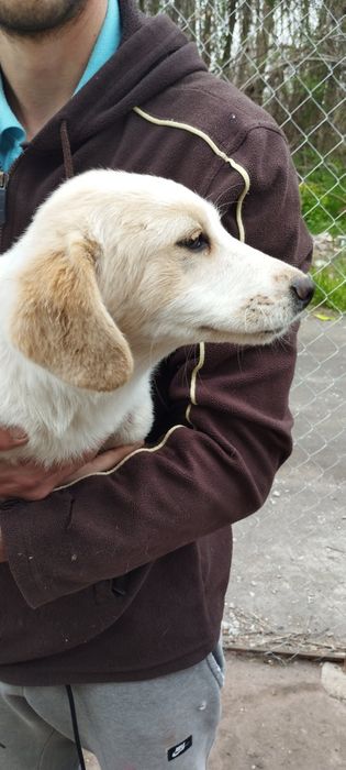 Подарявам Кученца (+ транспорт) кръстоска