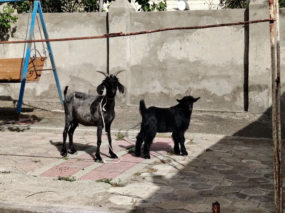 Ona bola echki sotiladi.