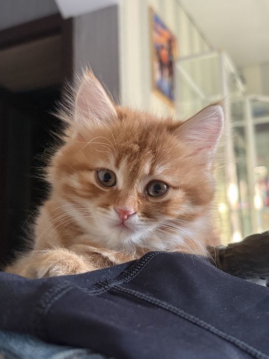 Рыжий котенок девочка