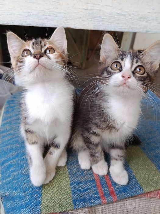 Котенок пристраивается.