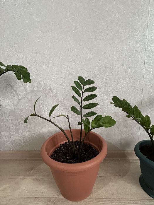 Продам комнатные цветы до