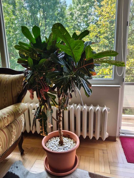 Голямо цвете "Кротон"