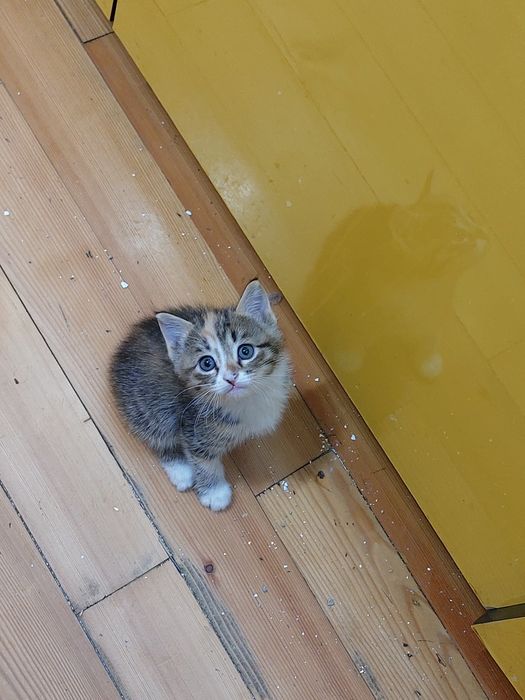 В добрые руки милые котята