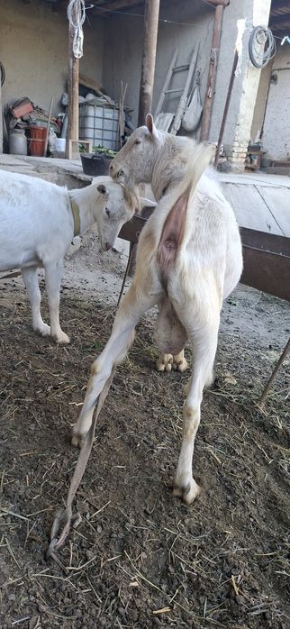 Бухорода такка хизмати