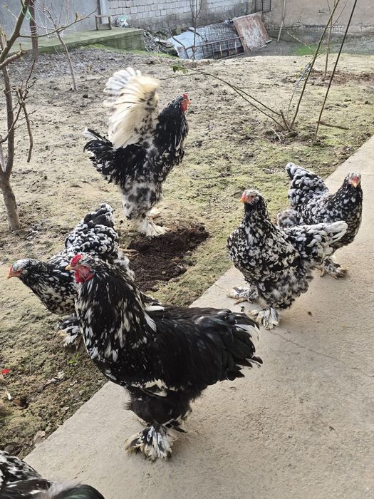 Продаётся мрамор брама 5 шт