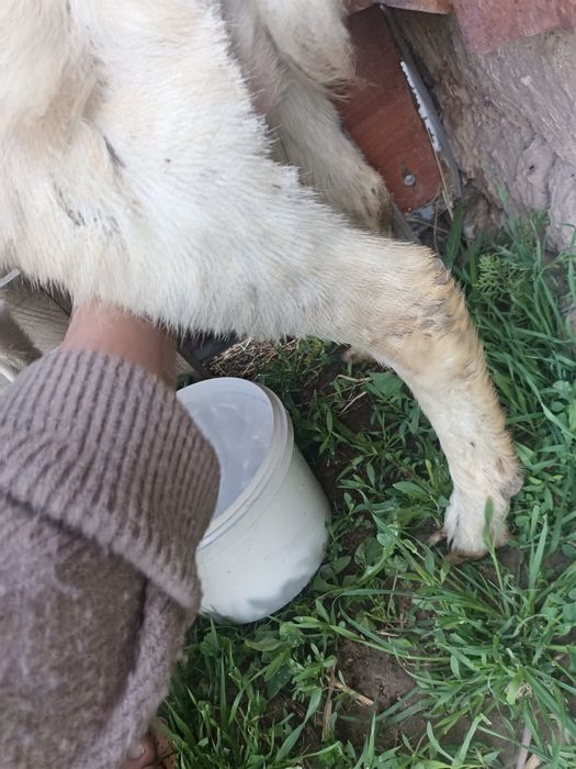 Сауынды ешкі сатылады