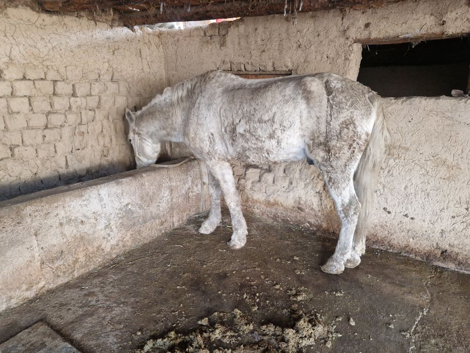 Ат пен тай сатылады