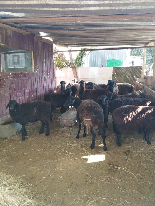 Койлар, токтылар сатылады