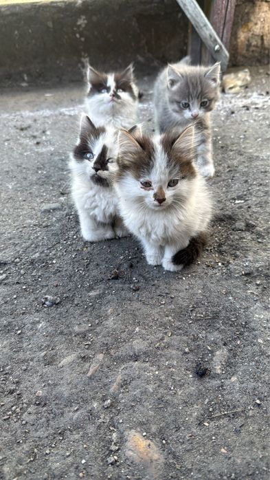 отдам котят даром