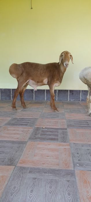 Qōchqorlar soriladi edilbay va qora quloq