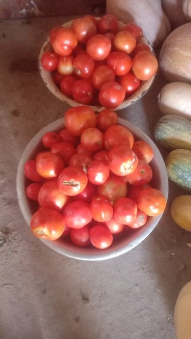 Продам домашние помидоры