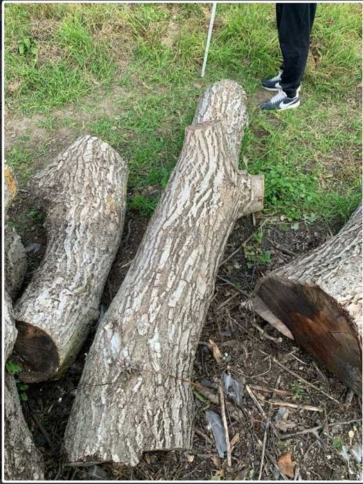 Орехови трупи, дървесина орехов материал