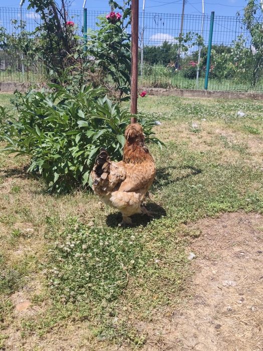 OFERTĂ!! Cocoș strumski cu 3 găini