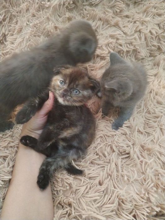 Продаются котята