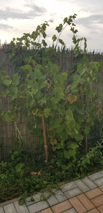 Casa perfecta 3 camere 110 mp, mobilata, teren 400 mp, rasarit si apus