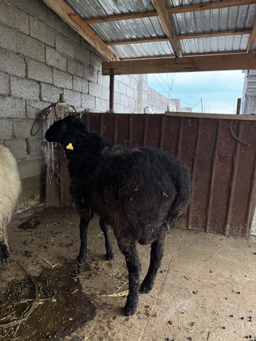 Қошқар сатылады, 1 жастан асқан…………….