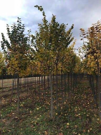 Copaci ornamentali Platan - Mestecan- Tei Frasin- Catalpa globulara