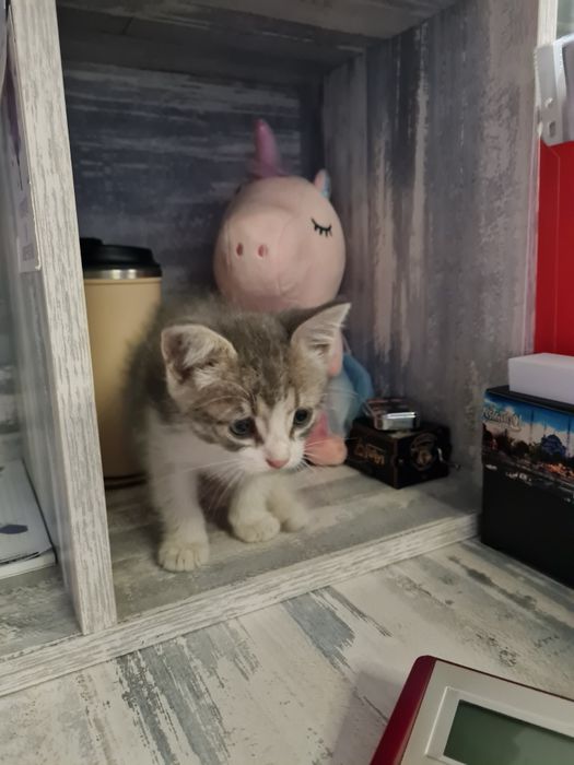 отдам котенка в добрые руки