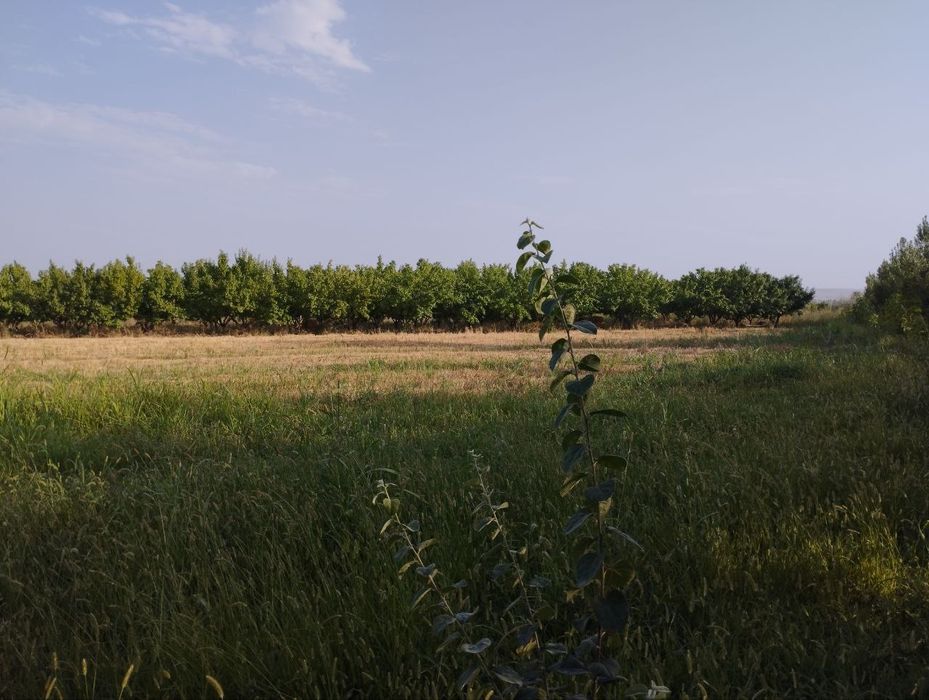 Бог сотилади Фаргона Кува йулида