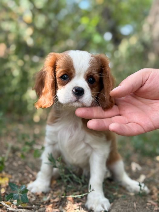 Cavalier king Charles fetiță