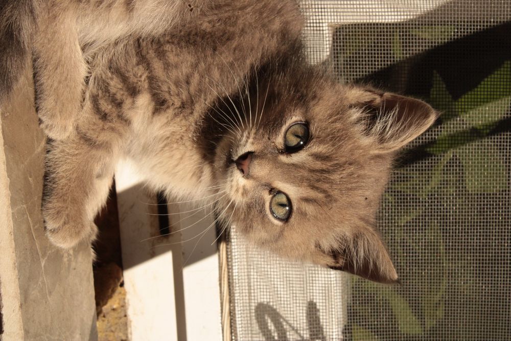Милые котята: 2 котика и 1 кошечка