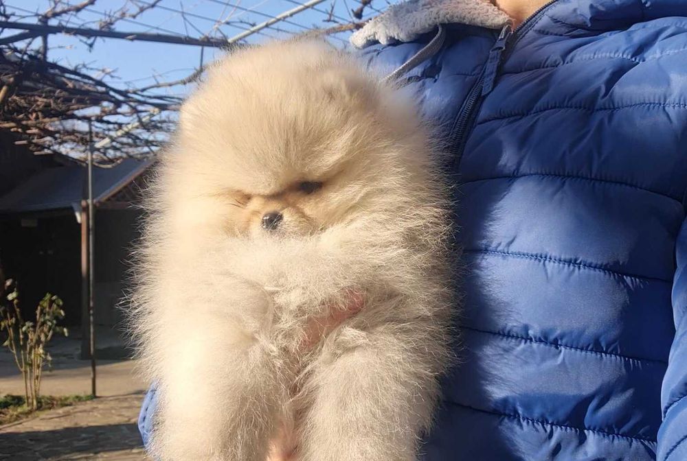 Страхотно момченце померан с родословие FCI