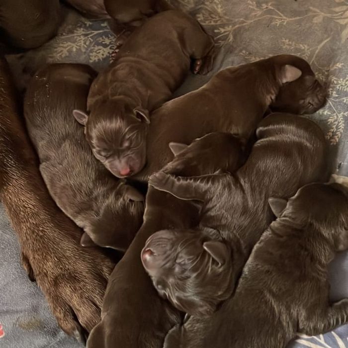 Продажа щенков породы лабрадор ретривер