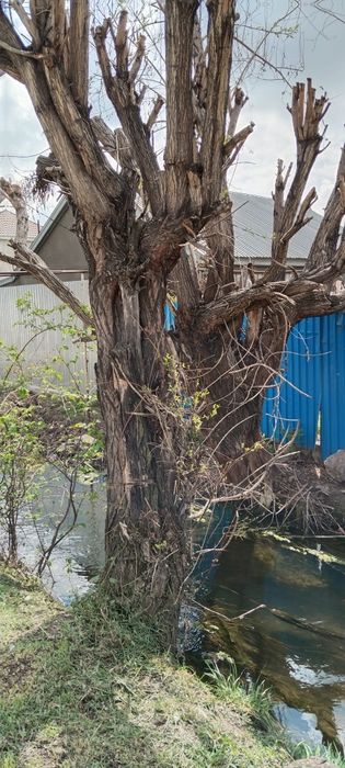 Бесплатно деревья